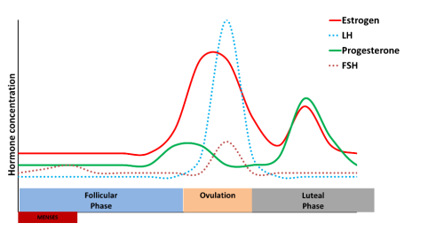 Hormonal cycle for menstruators. Shows rise and fall of estrogen, progesterone, LH, and FSH in correlation to phases of the cycle.