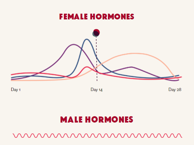 graphic showing the difference in hormone fluctuations of female vs male hormones. Male hormones generally do the same thing everyday while female hormones run on a more monthly correlated cycle. Blog post explains how this hormonal pattern can also explain how your libido changes throughout the menstrual cycle.  